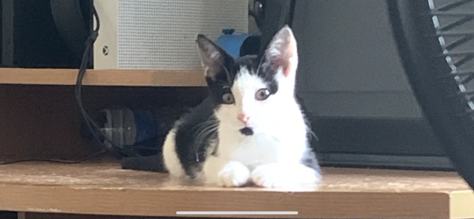 Lost cat in Parlier, CA, 93648