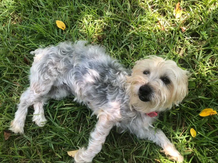 Lost dog in Covington, GA, 30016