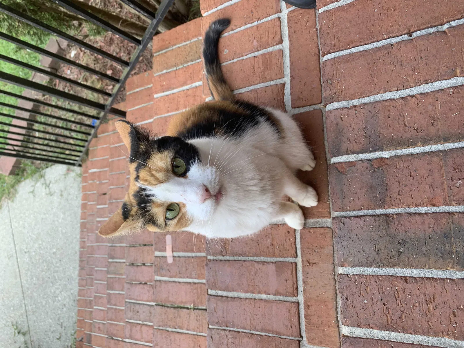 Lost cat in Social Circle, GA, 30025