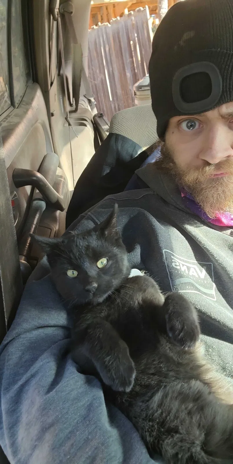 Lost cat in Castle Rock, CO, 80108
