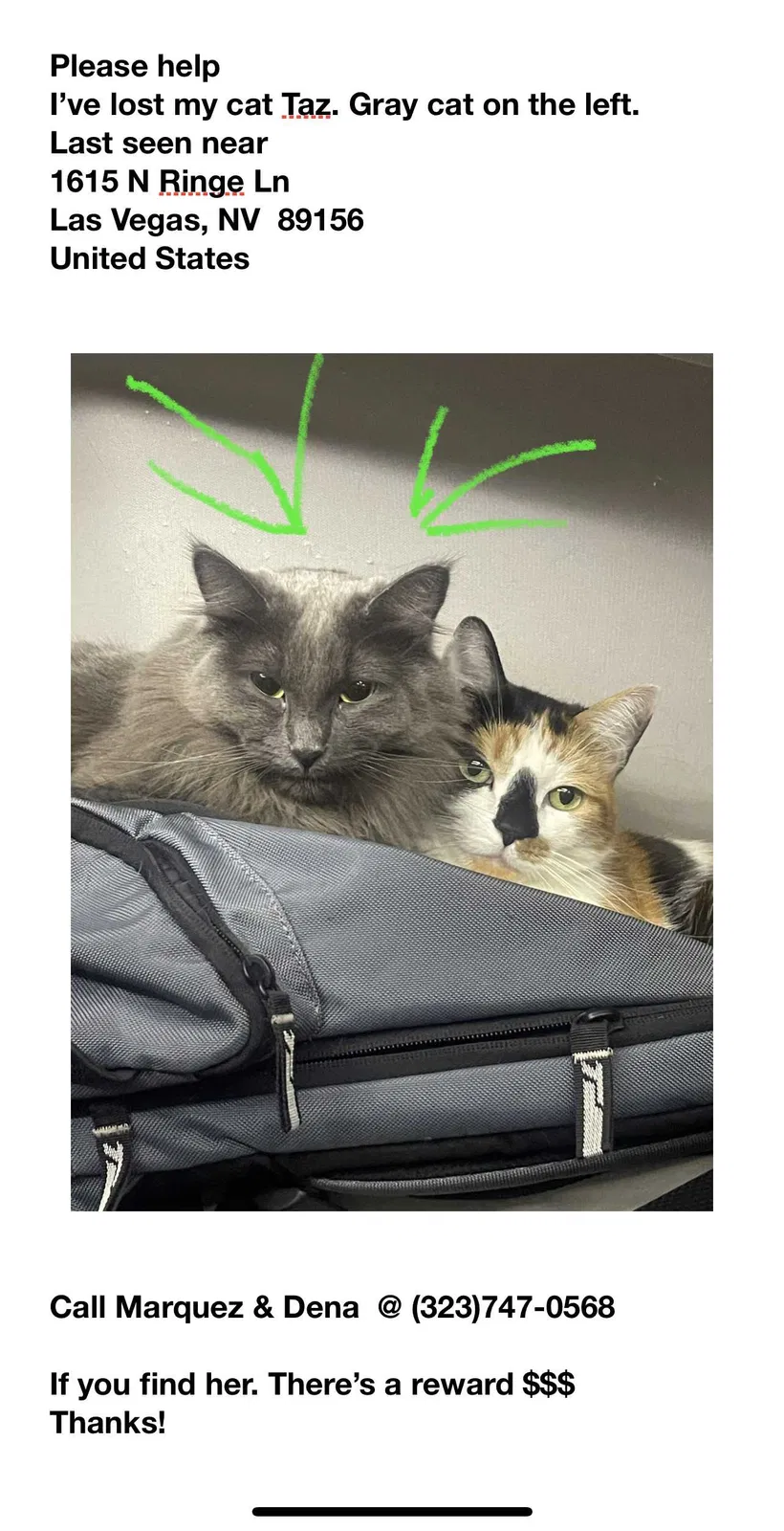 Lost cat in Las Vegas, NV, 89152