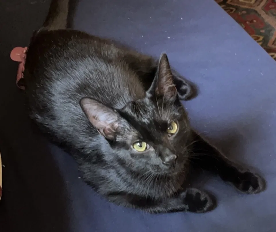 Lost cat in Ann Arbor, MI, 48109