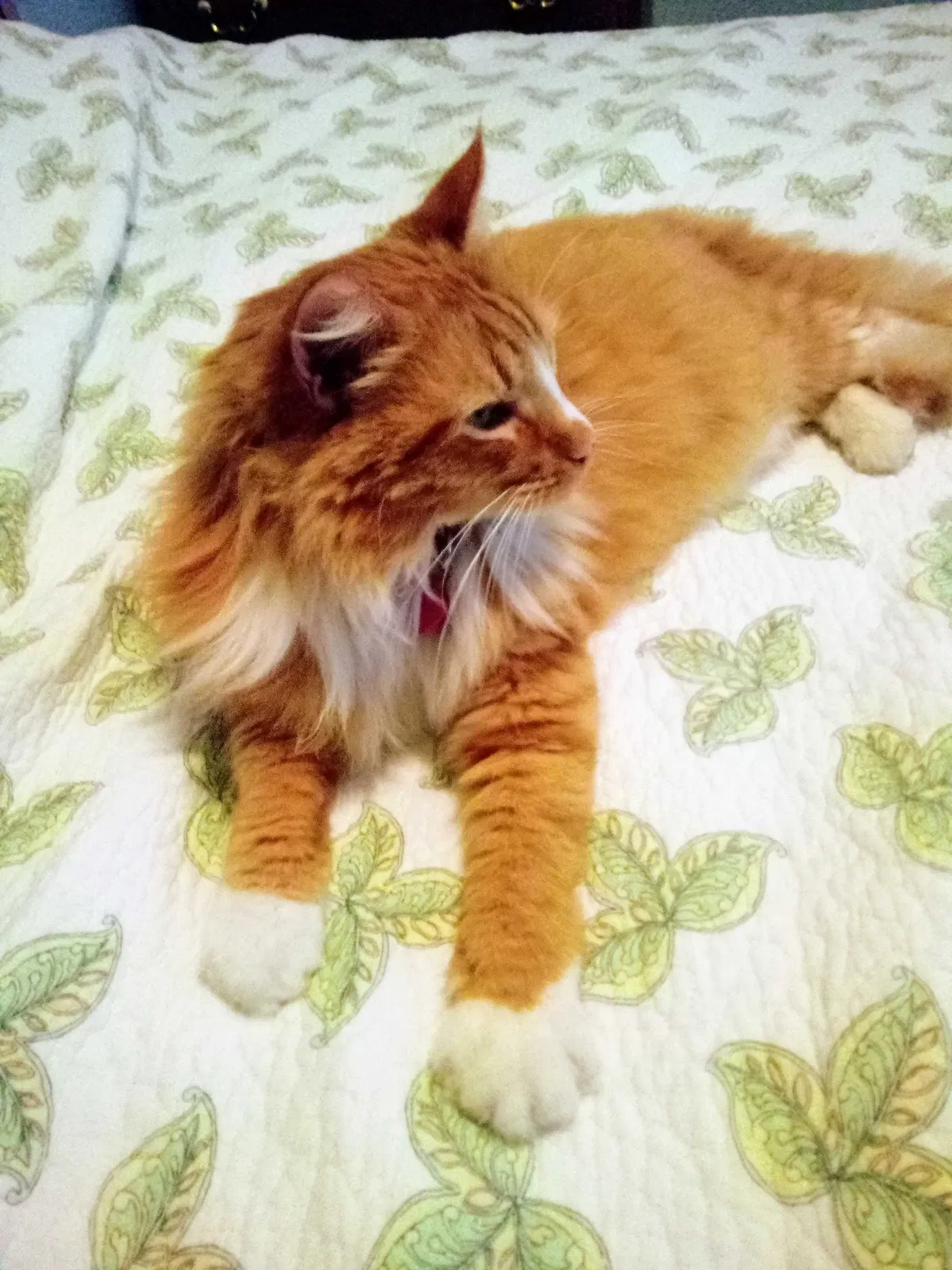 Lost cat in Citrus Heights, CA, 95610