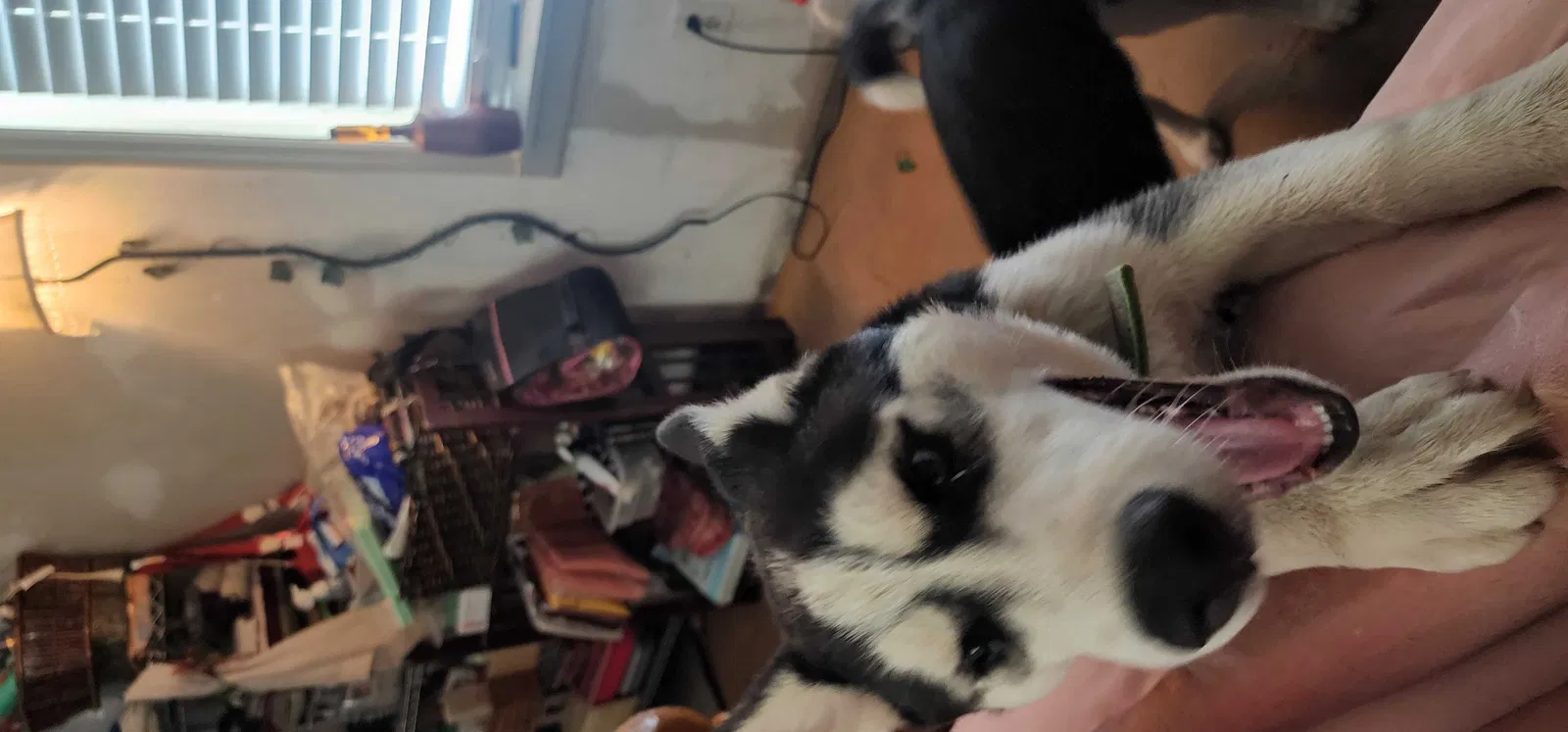 Lost dog in Gilbert, SC, 29054