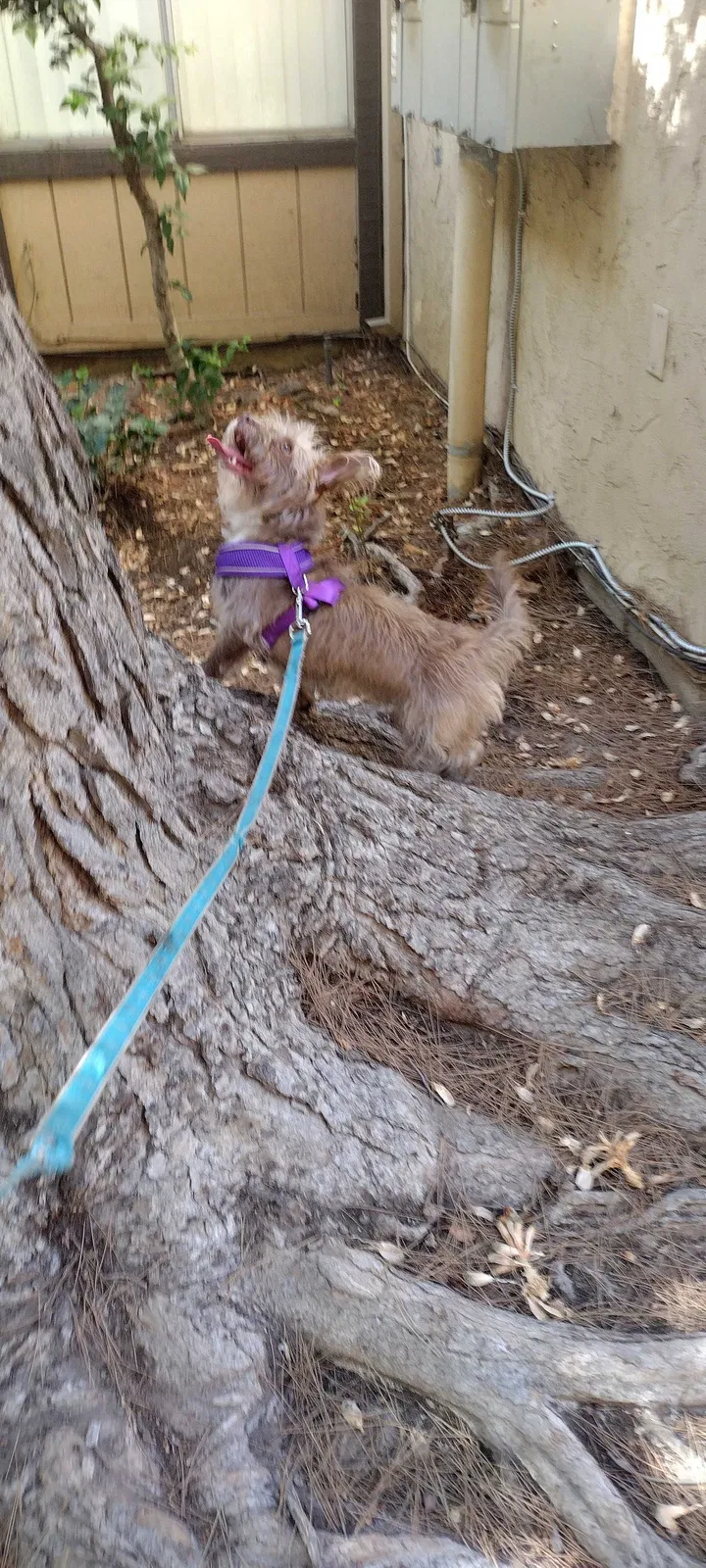 Lost dog in Fresno, CA, 93705