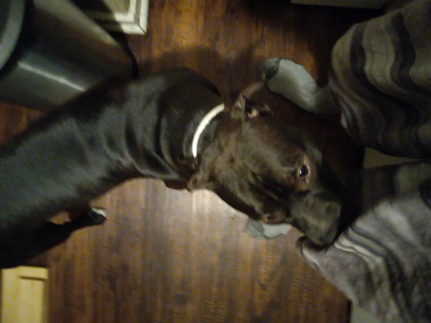 Lost dog in Independence, MO, 64053