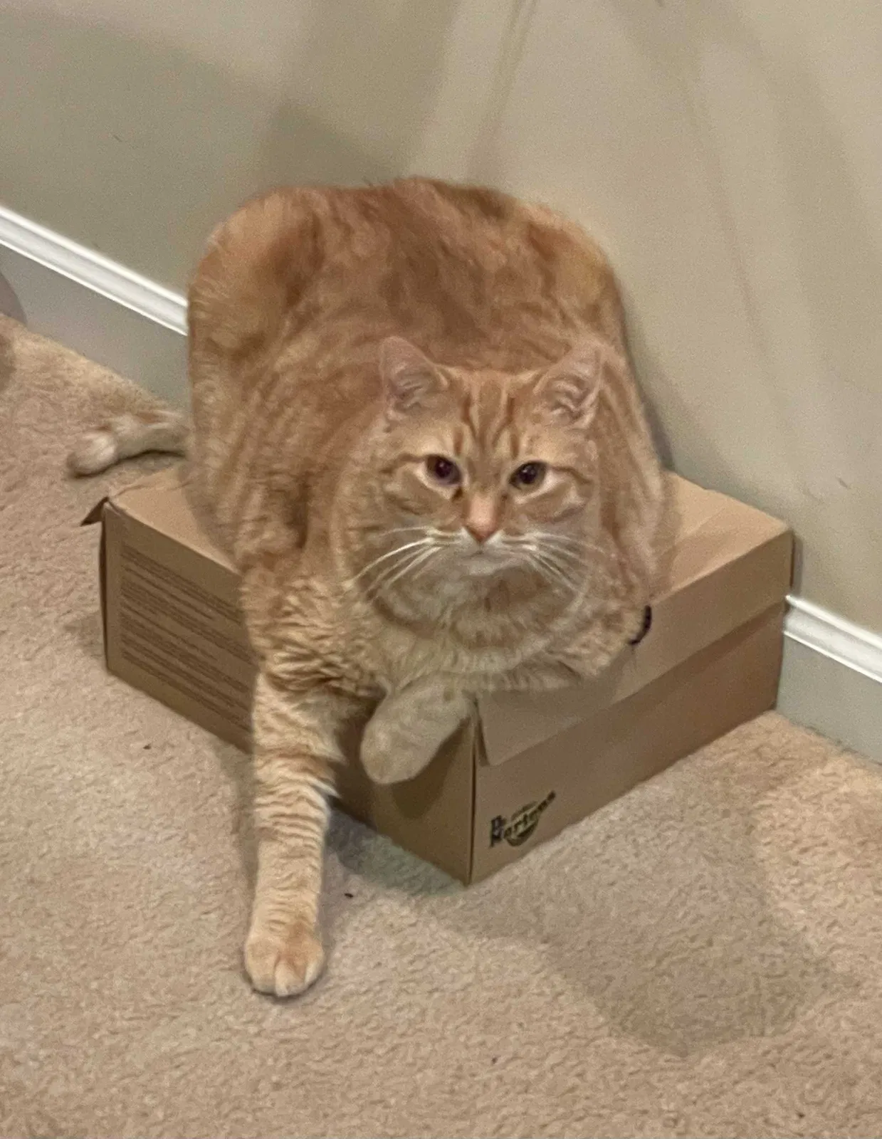 Lost cat in Carrollton, VA, 23314