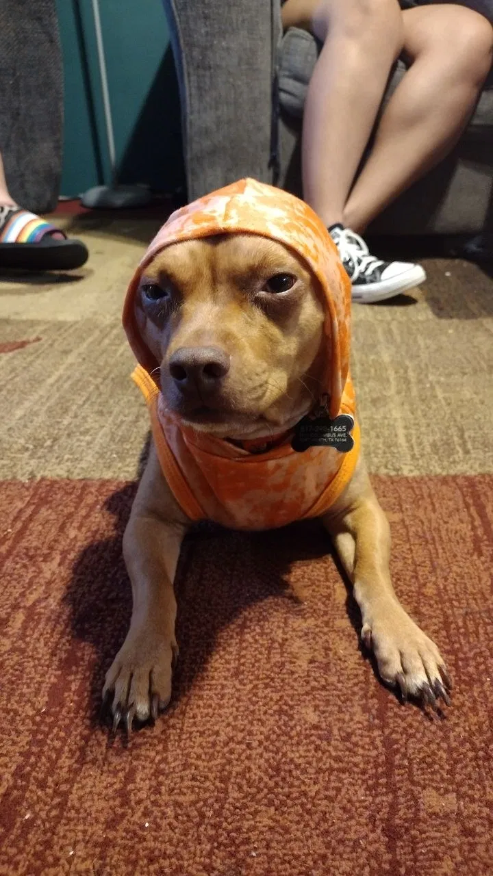 Lost dog in Fort Worth, TX, 76164