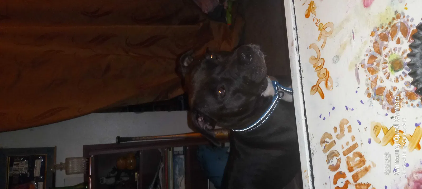 Lost dog in Pensacola, FL, 32507