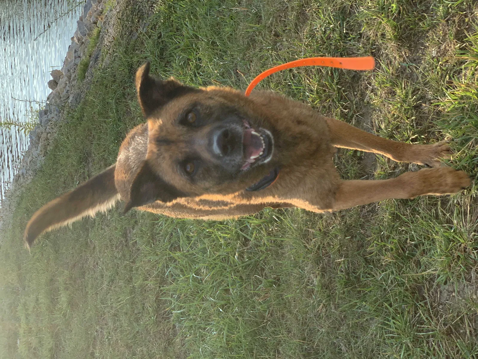 Lost dog in Muncie, IN, 47302