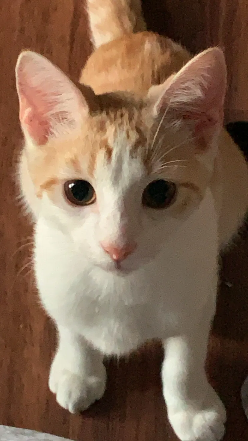 Lost cat in Mcallen, TX, 78501