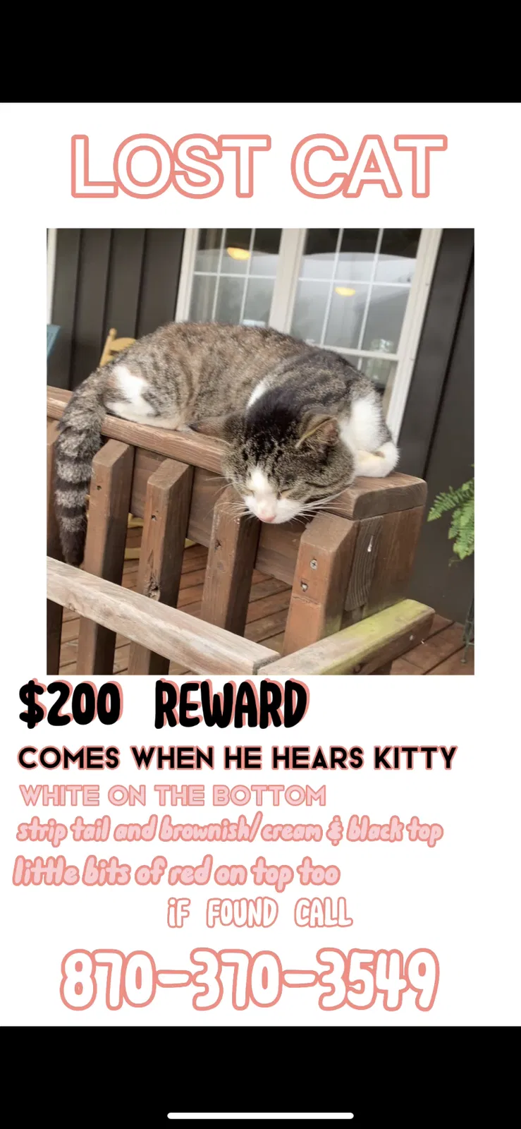 Lost cat in Jonesboro, AR, 72401
