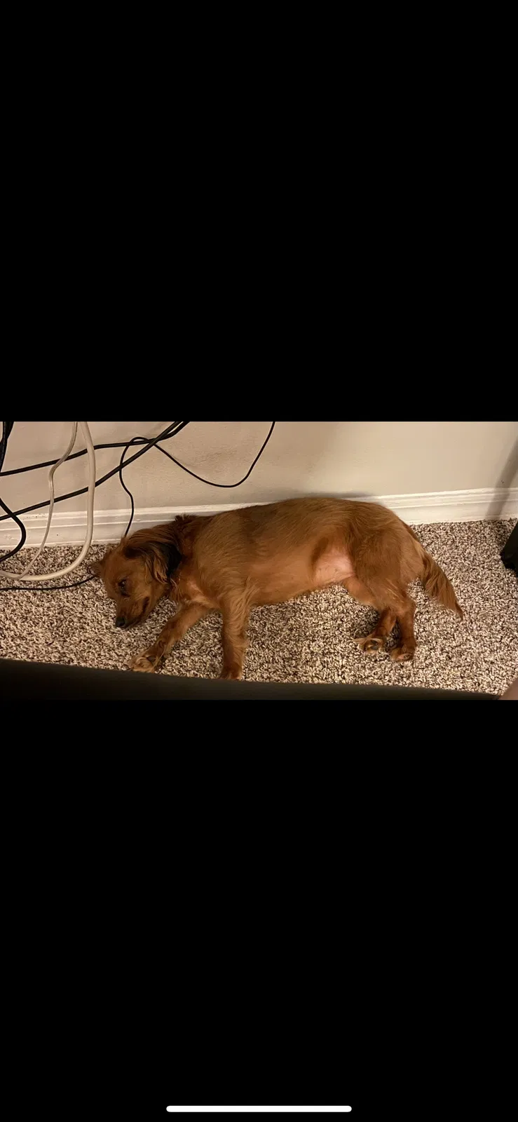 Lost dog in Middleburg, FL, 32068
