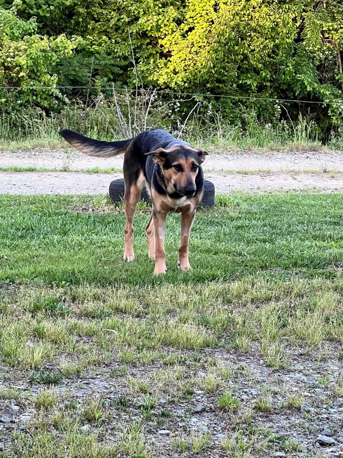 Lost dog in Dobson, NC, 27017
