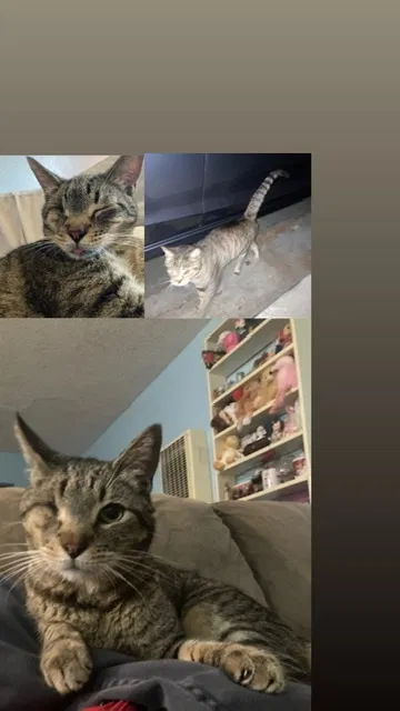 Lost cat in Ventura, CA, 93001