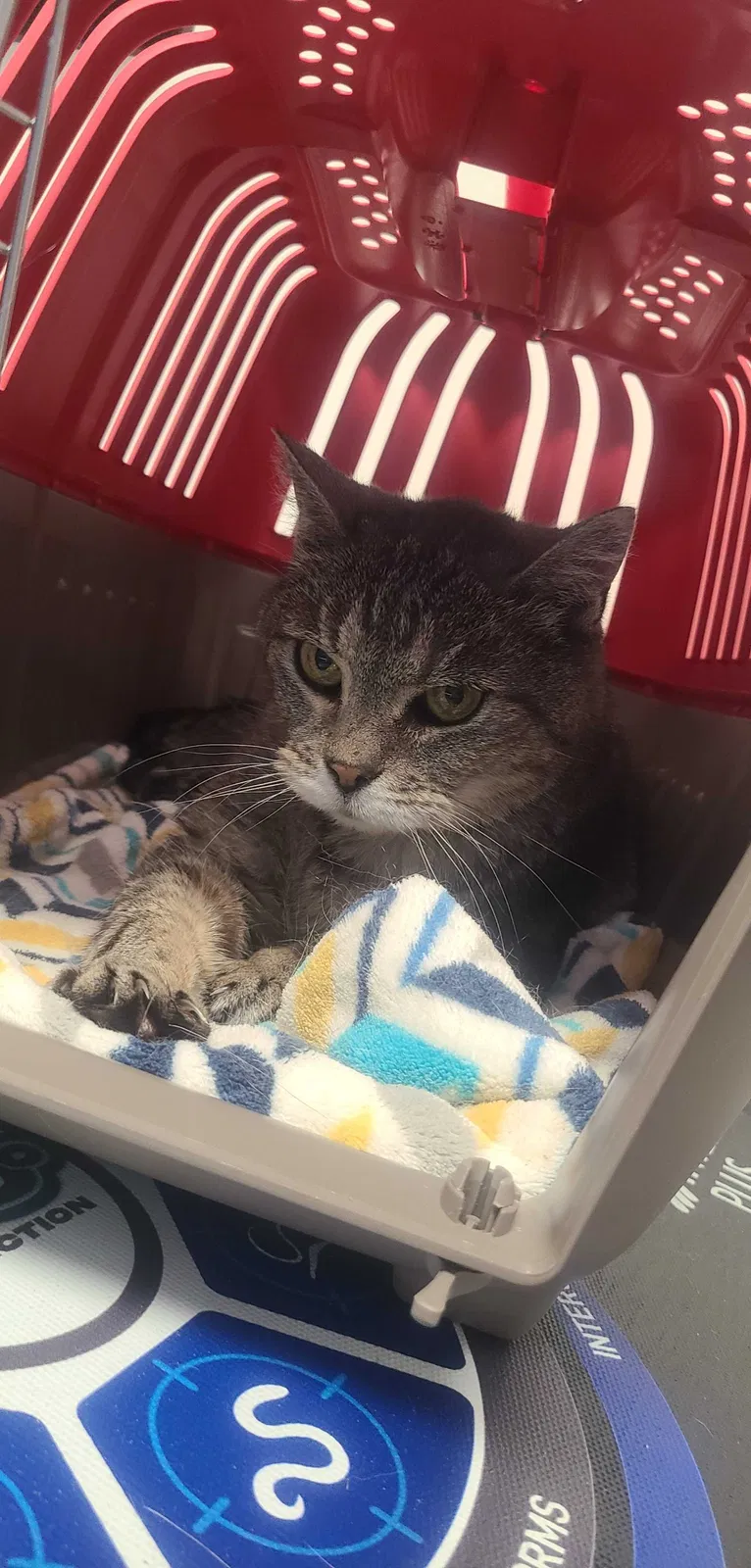 Lost cat in Dandridge, TN, 37725