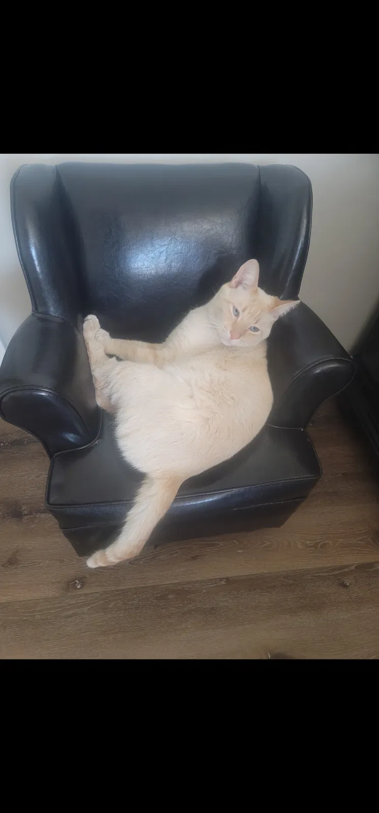 Lost cat in Salinas, CA, 93908