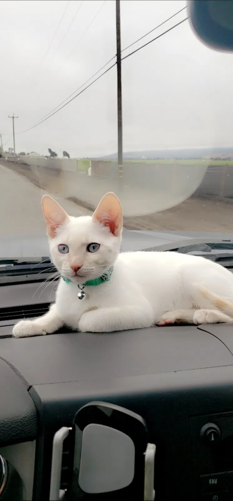 Lost cat in Salinas, CA, 93908