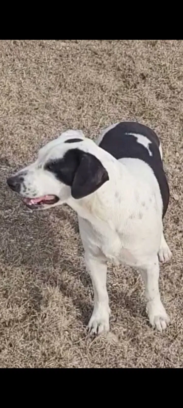 Lost dog in Florence, TX, 76527