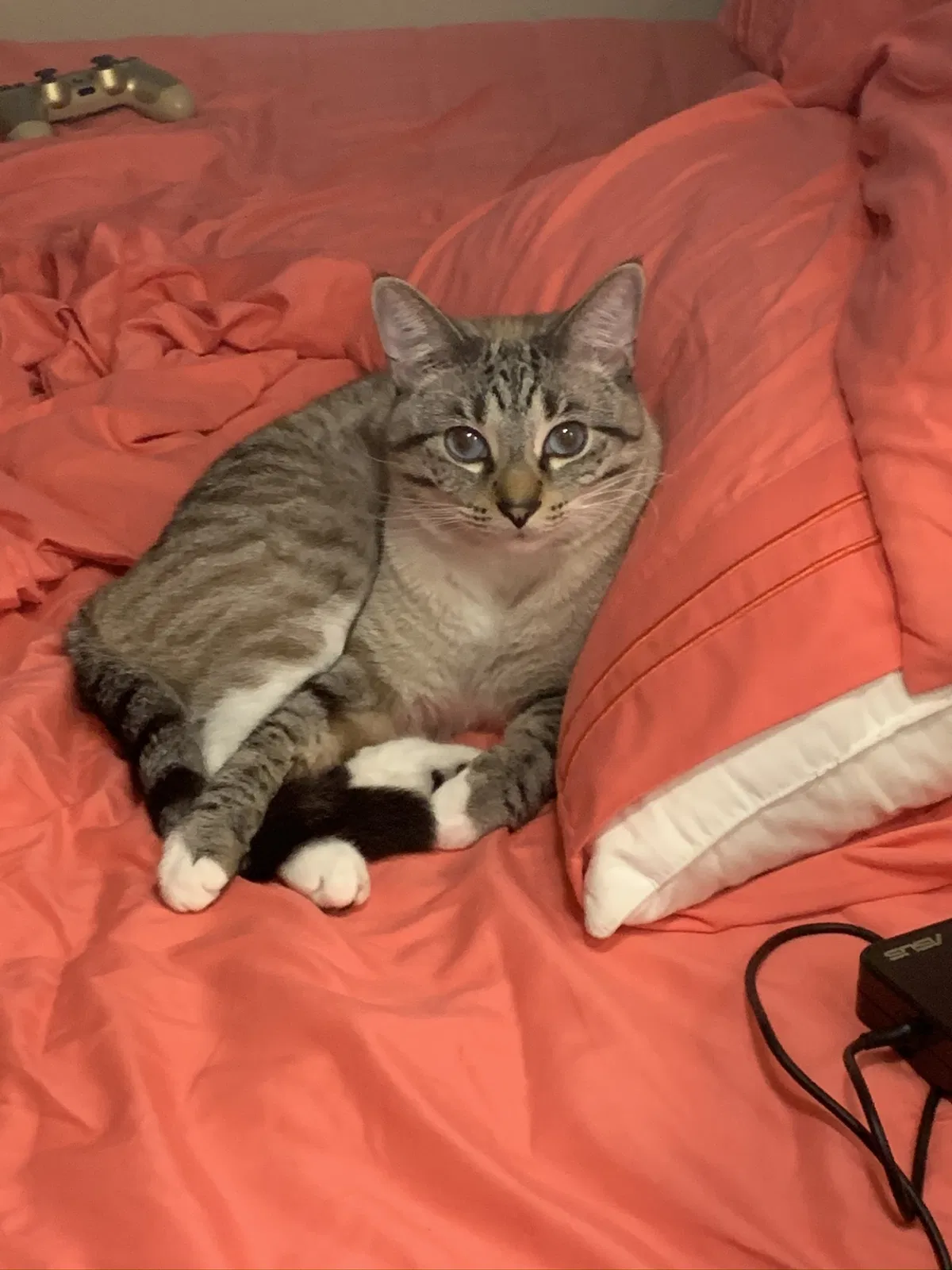 Lost cat in Vista, CA, 92081
