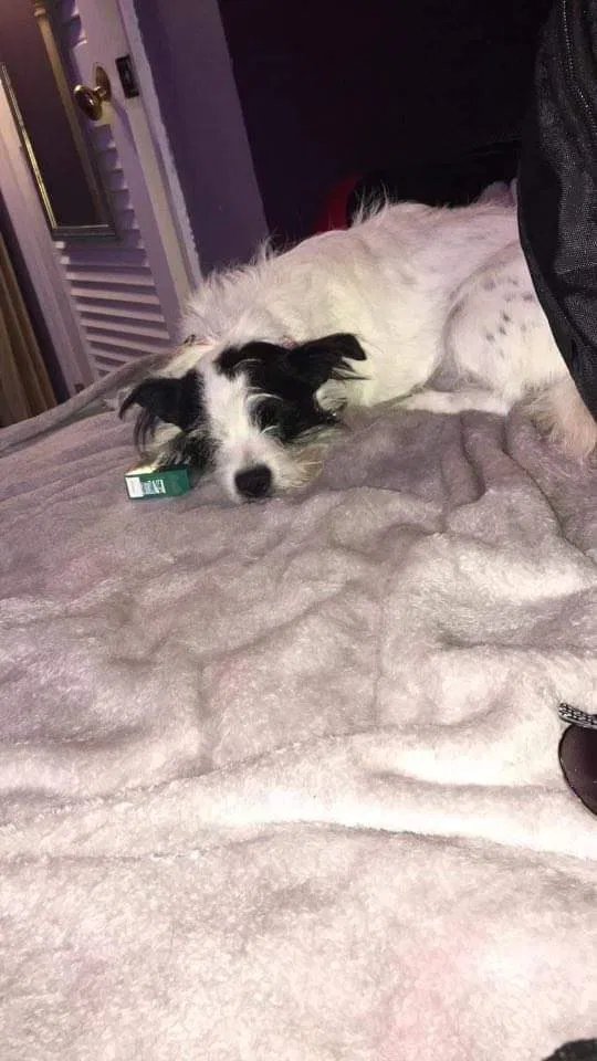 Lost dog in Chattanooga, TN, 37411