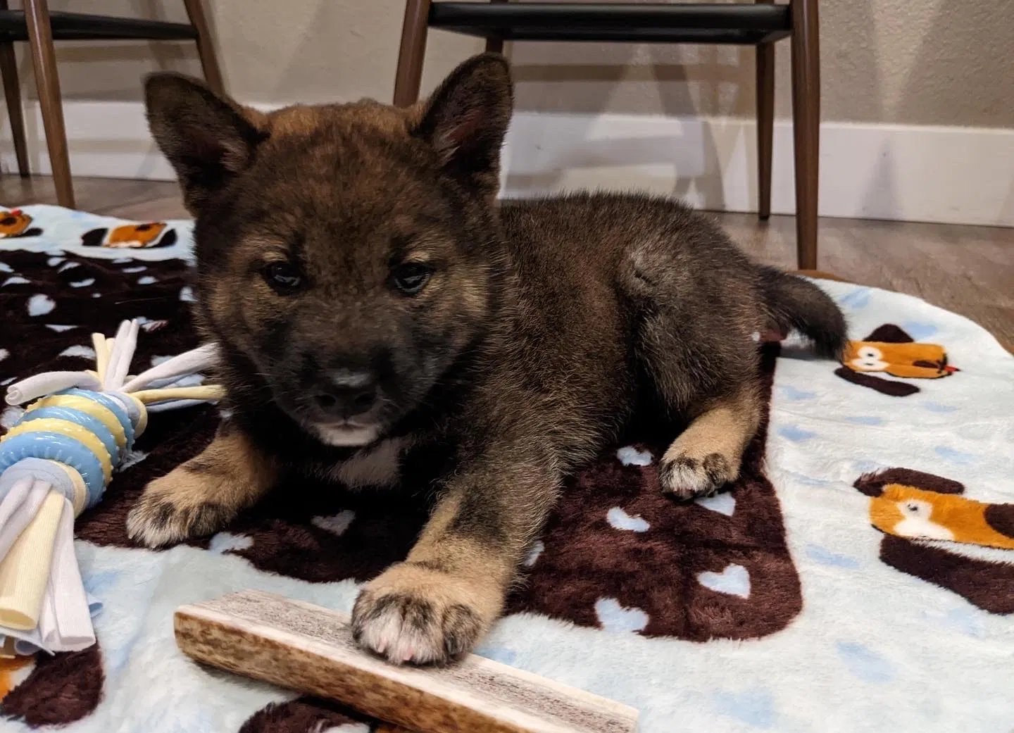 Lost dog in Las Vegas, NV, 89148