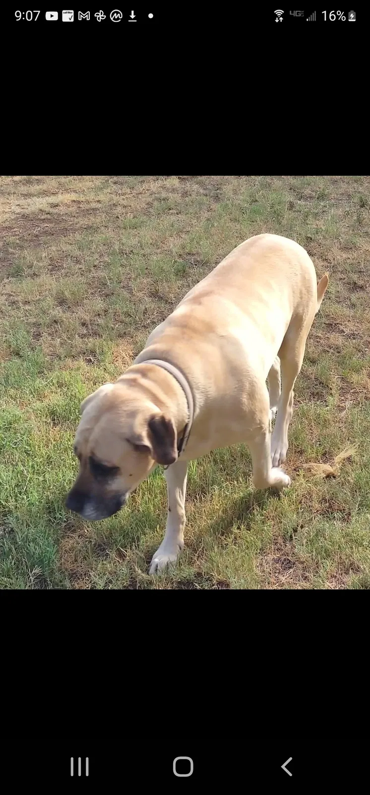 Lost dog in Amarillo, TX, 79108