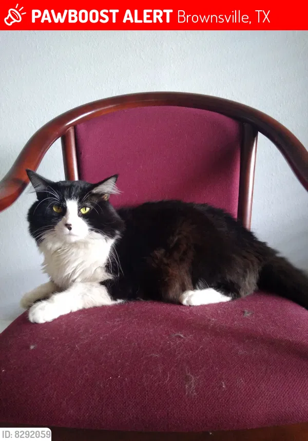 Lost cat in Brownsville, TX, 78526