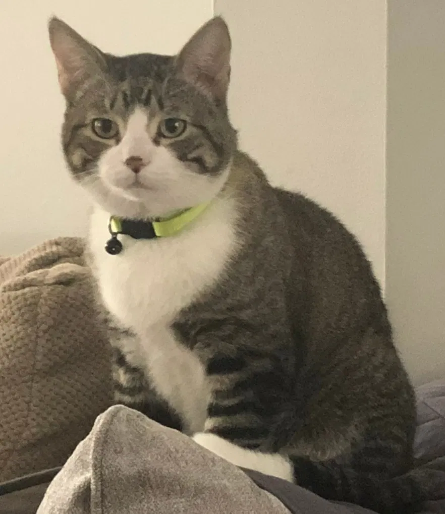 Lost cat in Kunkletown, PA, 18058