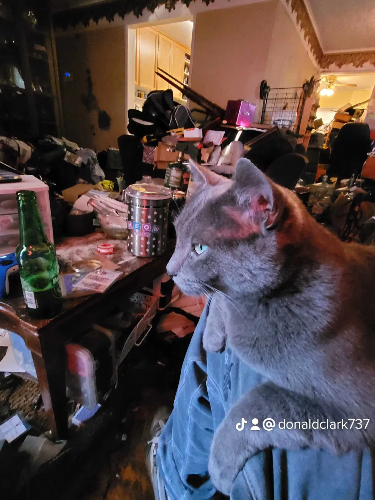 Lost cat in Vancouver, WA, 98665