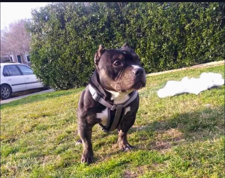 Lost dog in Carmichael, CA, 95608
