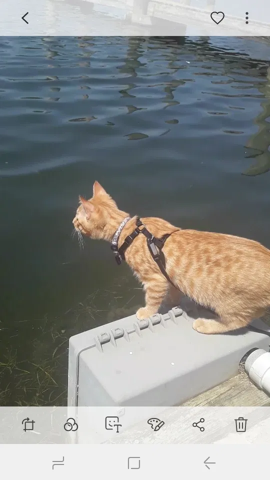 Lost cat in Warren, MI, 48089