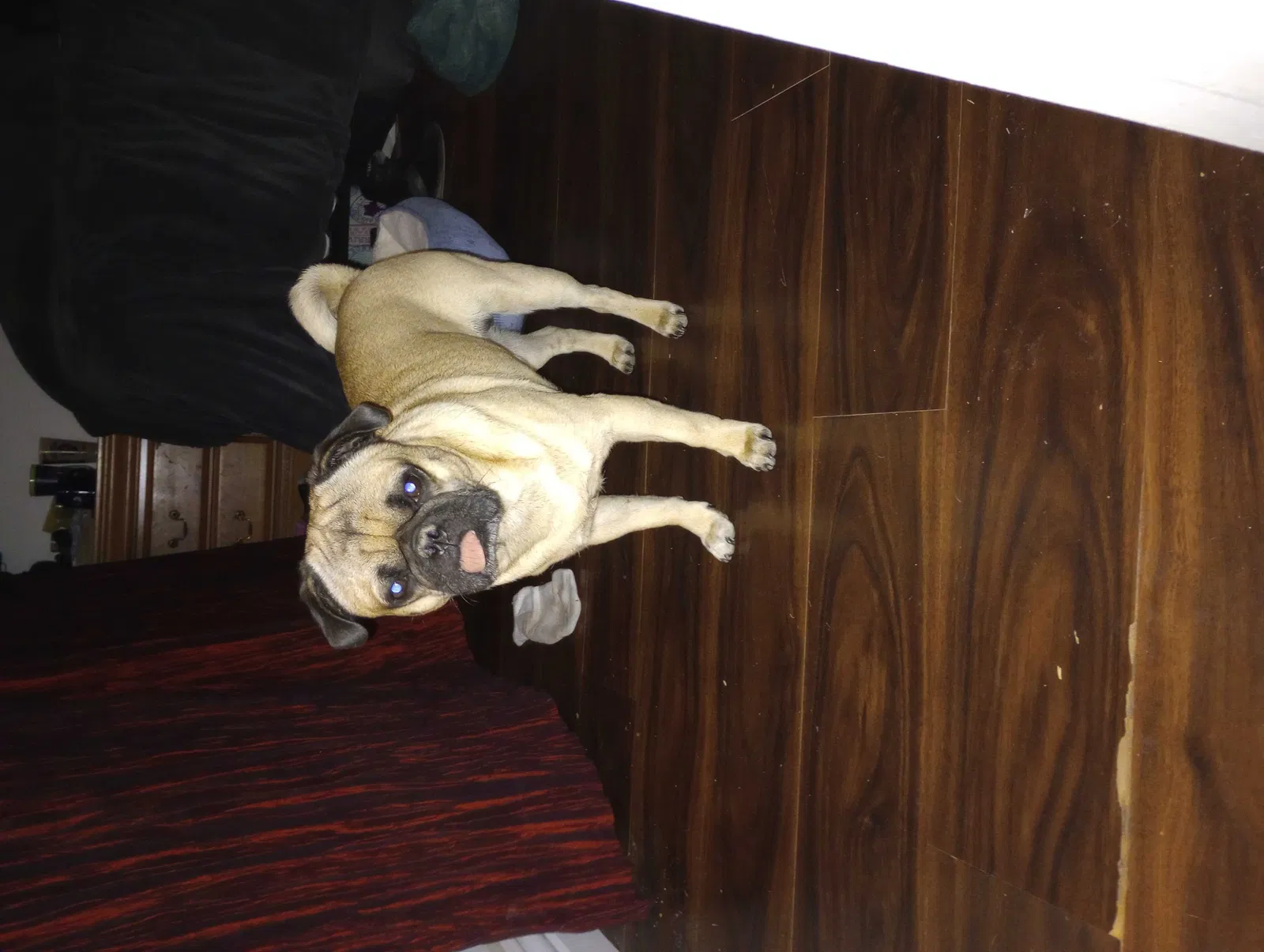 Found dog in Las Vegas, NV, 89145
