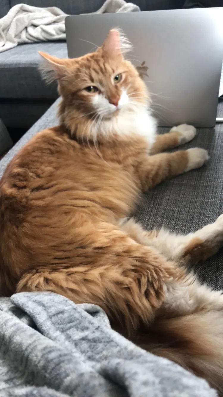 Lost cat in Flemington, NJ, 8822