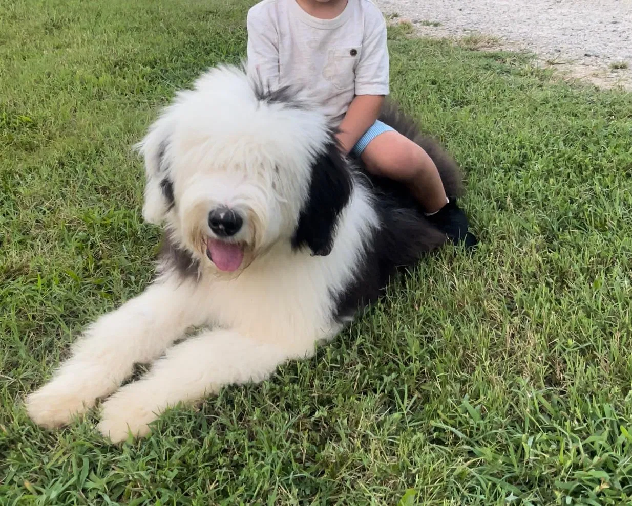Lost dog in Danville, VA, 24541