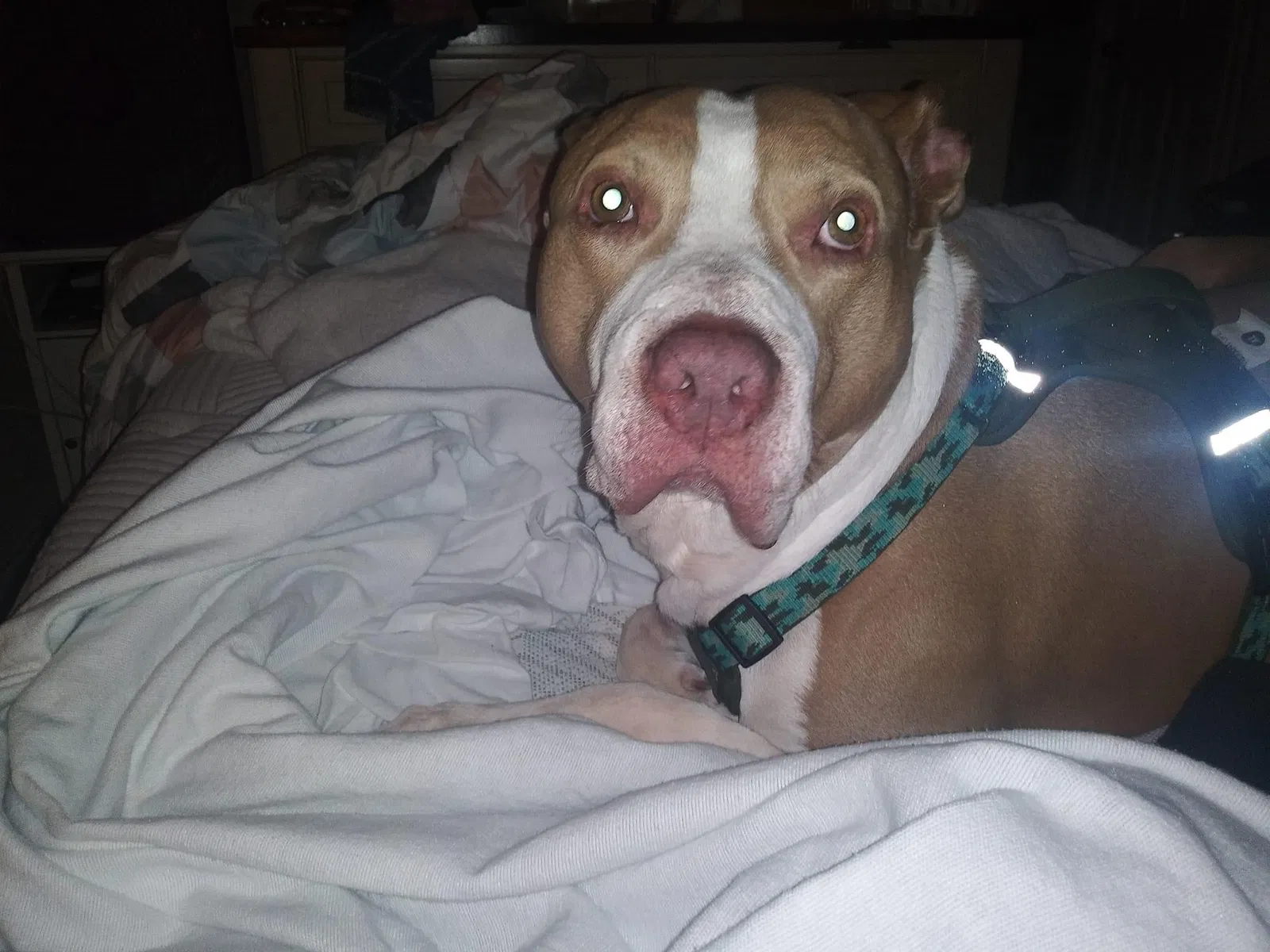 Lost dog in Unknown, TX, 75072