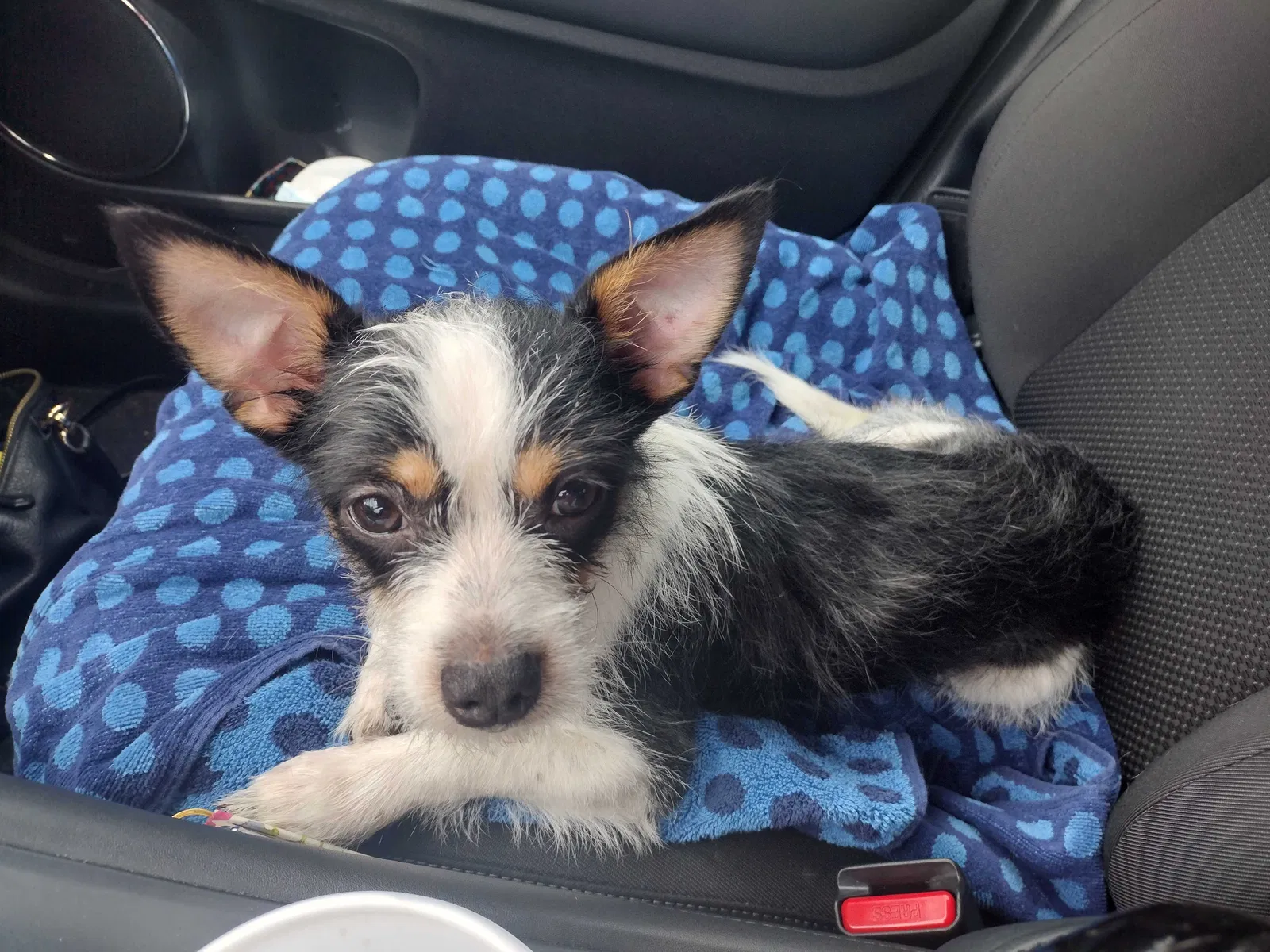 Found dog in Blackshear, GA, 31516