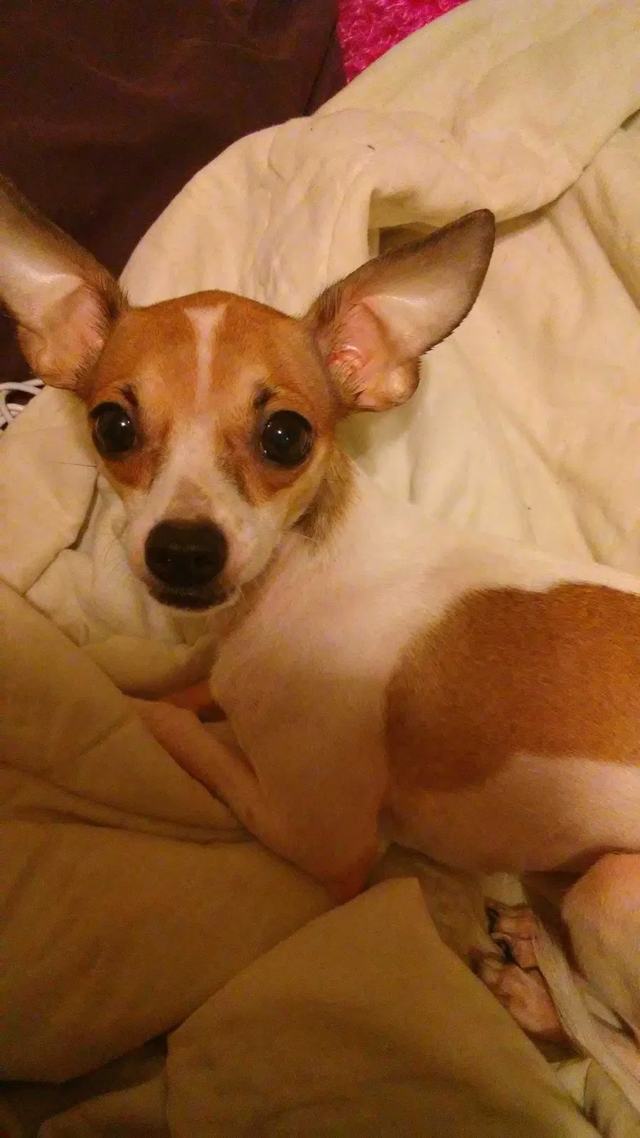 Lost dog in Fayetteville, GA, 30214