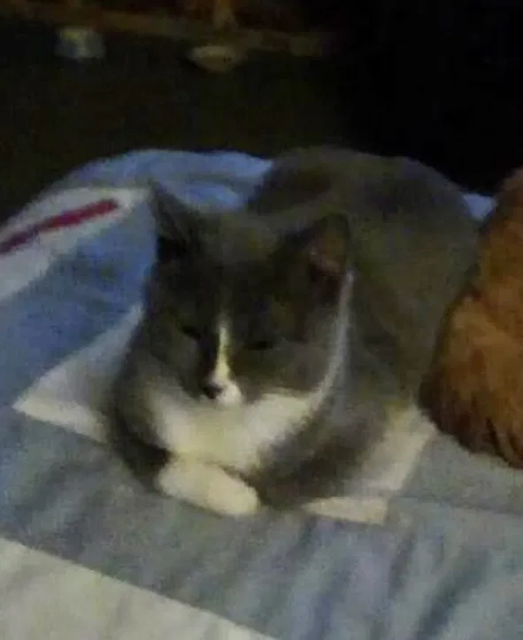 Lost cat in Iron Station, NC, 28080