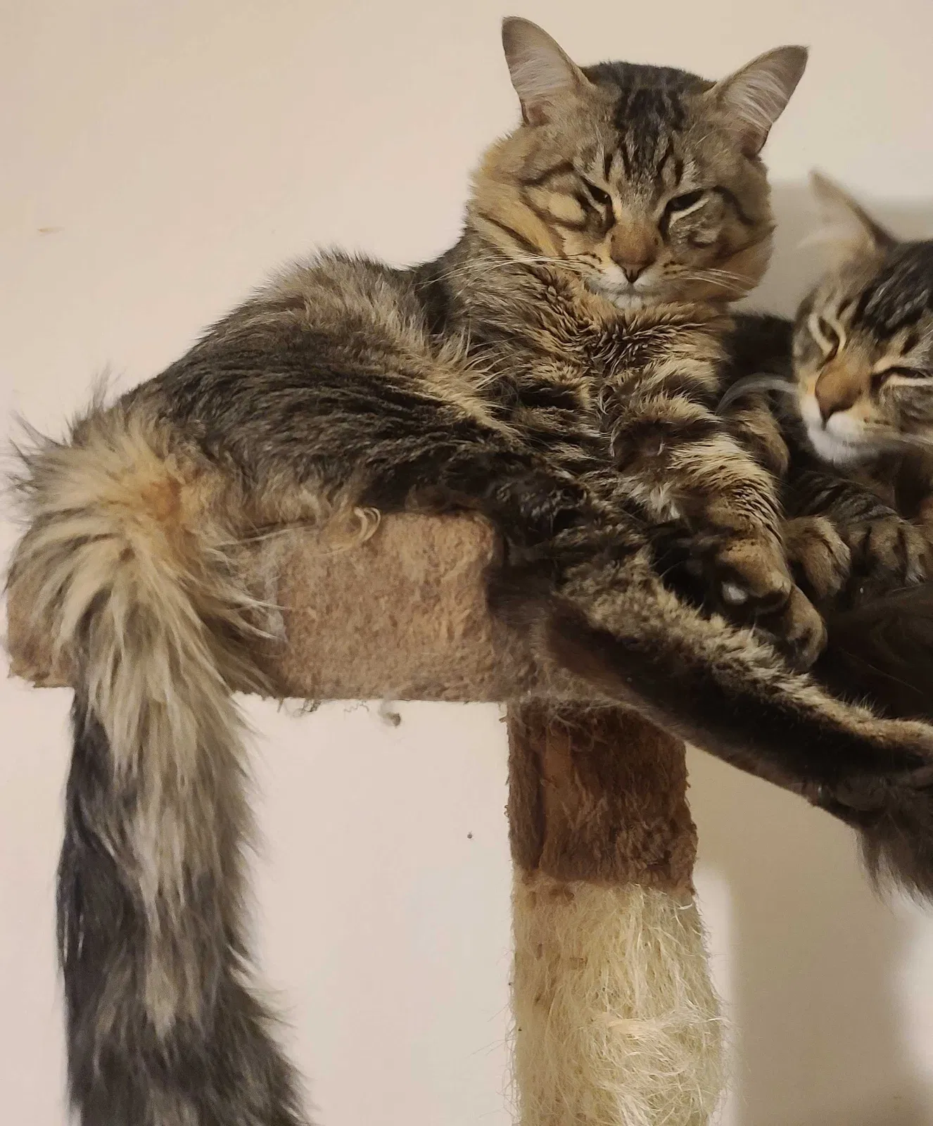 Lost cat in Colorado Springs, CO, 80906