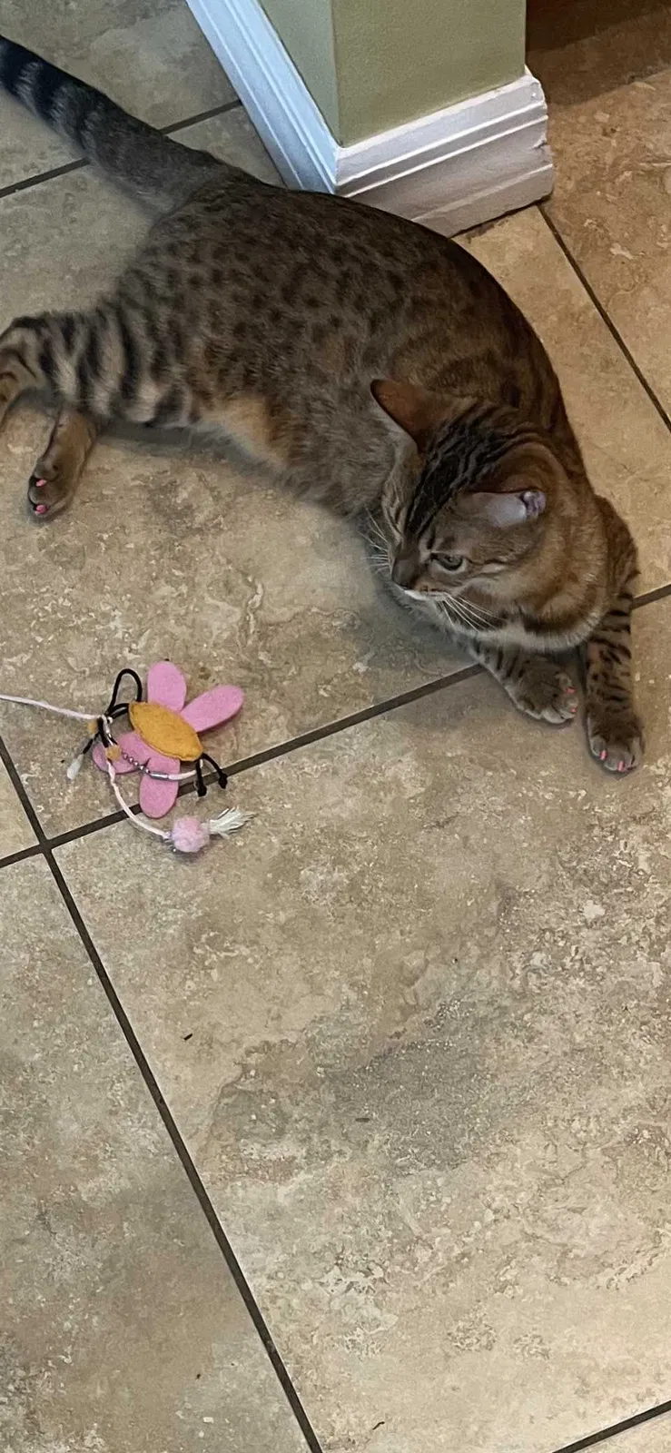 Lost cat in Ocala, FL, 34476