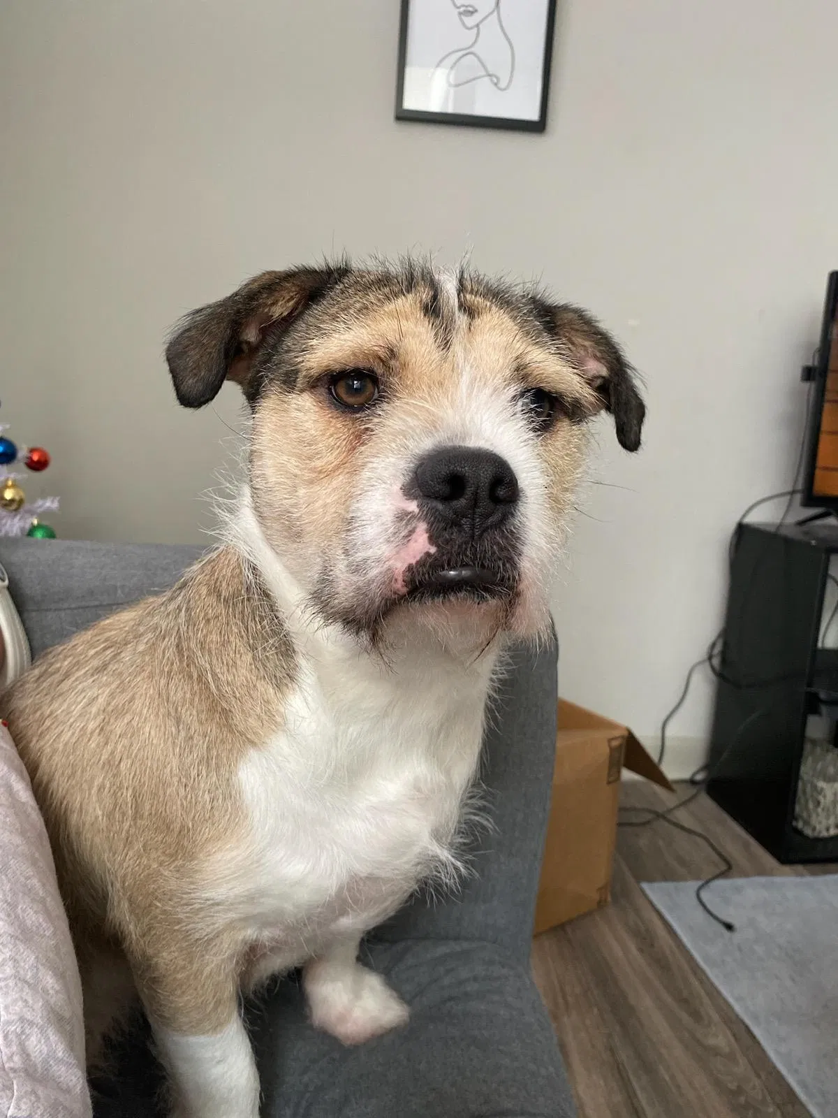 Lost dog in Stone Mountain, GA, 30083