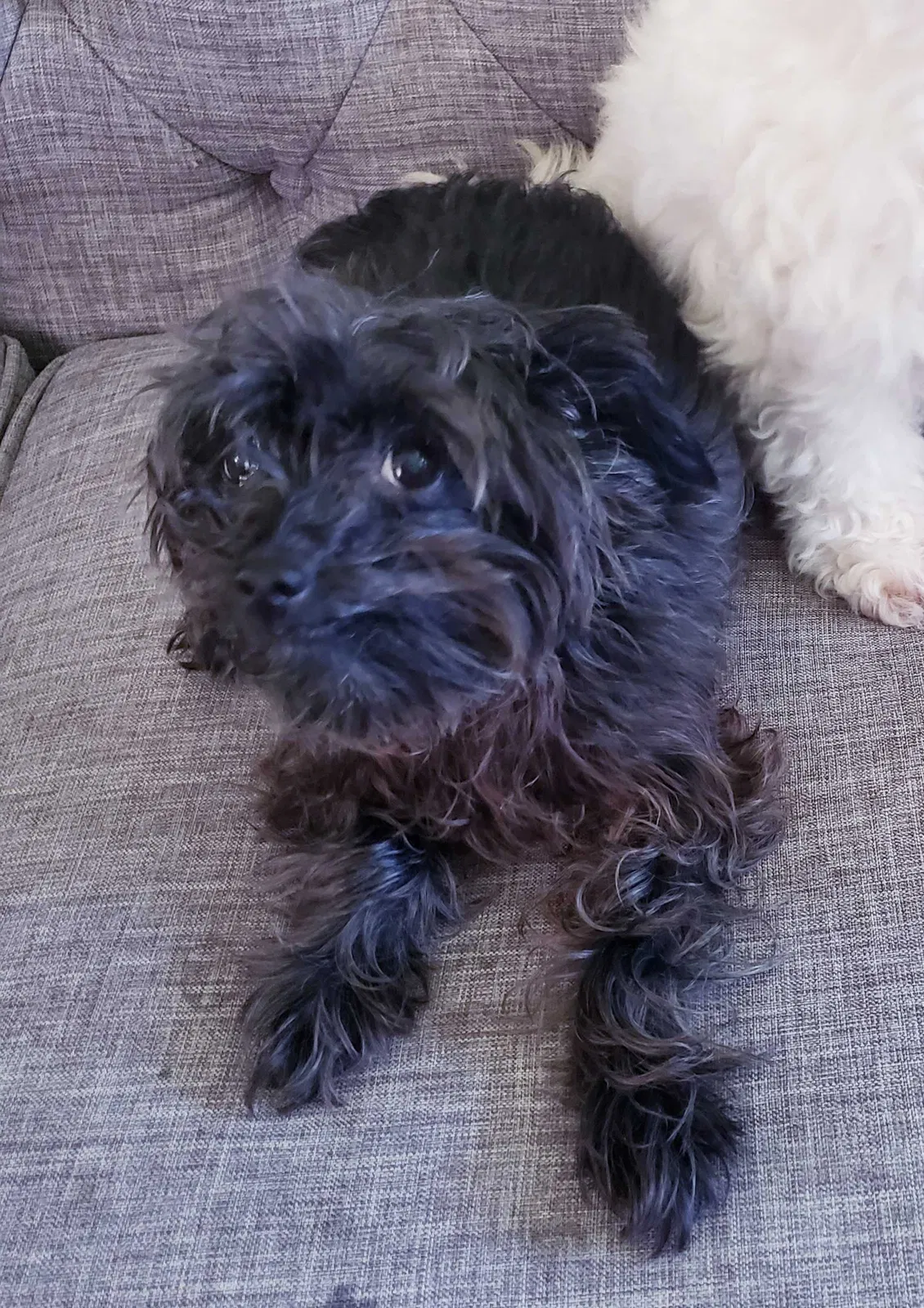 Lost dog in Thiensville, WI, 53092