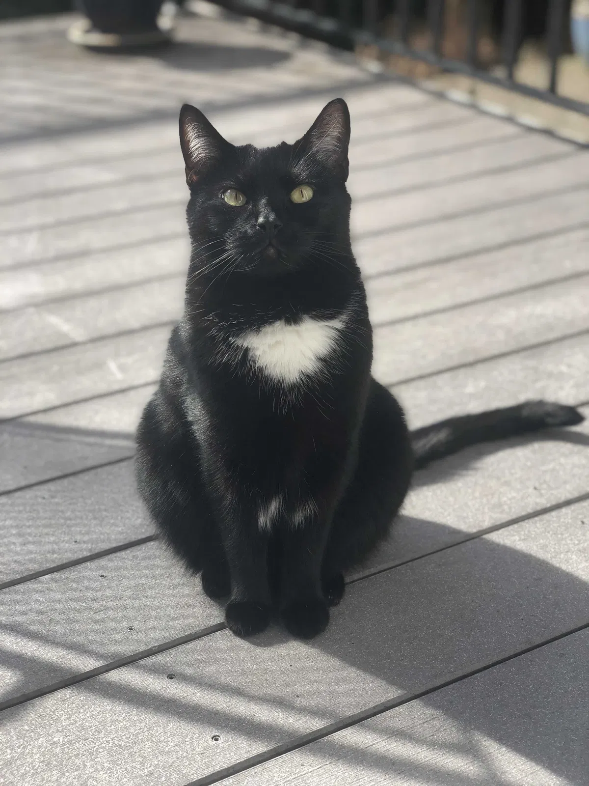 Lost cat in Beaverton, OR, 97008