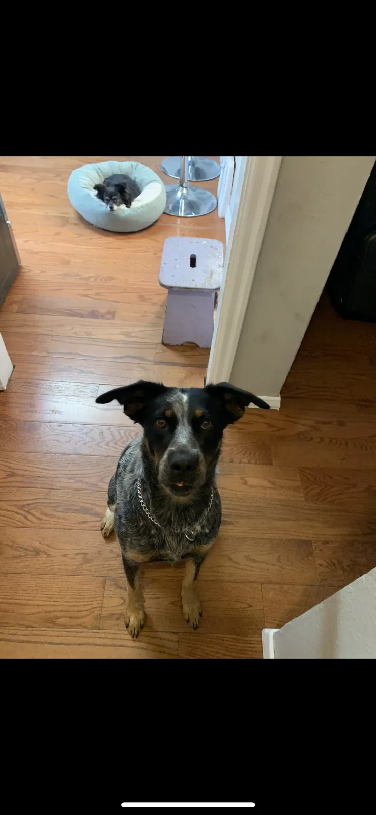 Lost dog in Spokane, WA, 99212