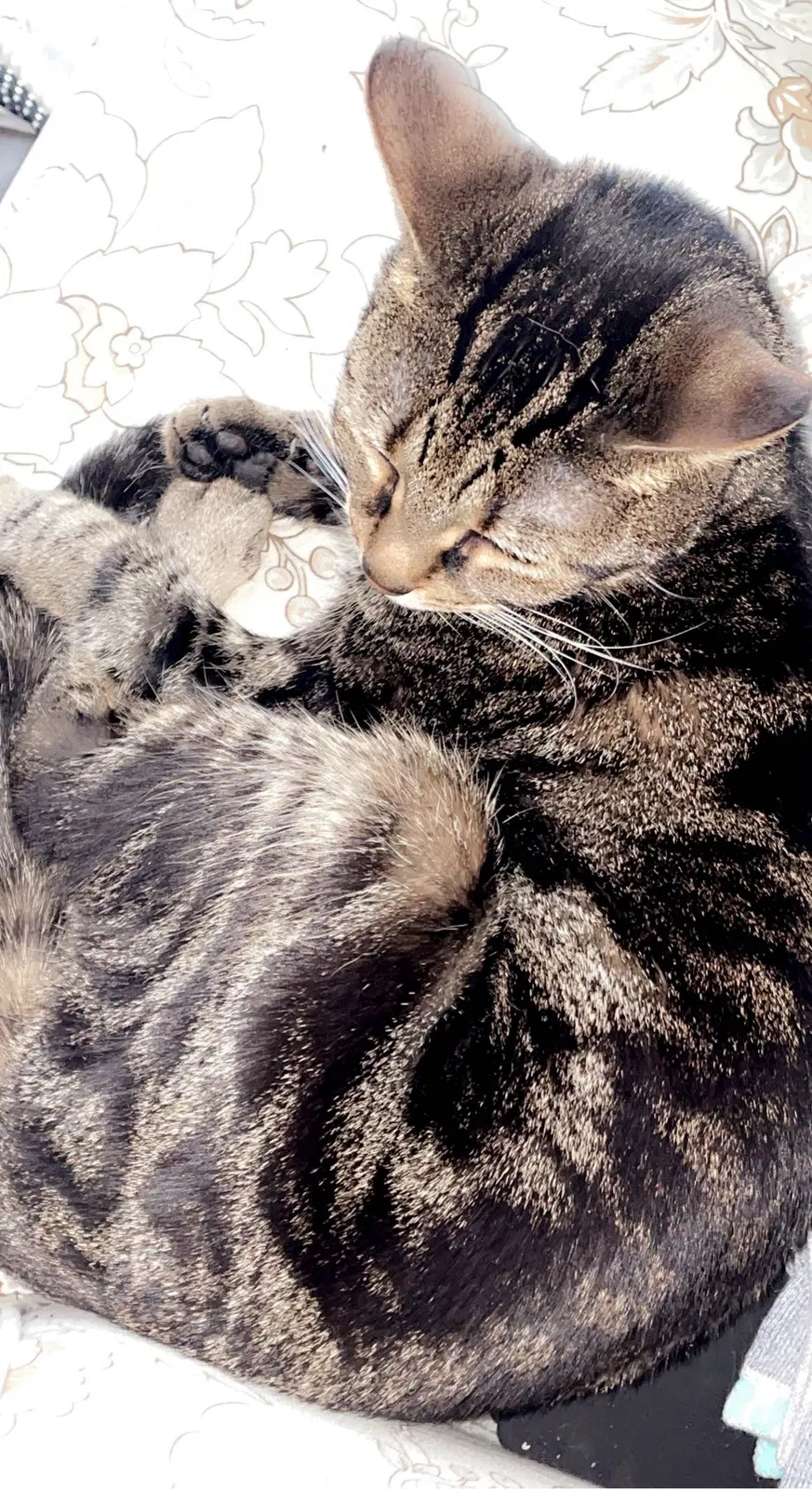 Lost cat in Hamilton, OH, 45011