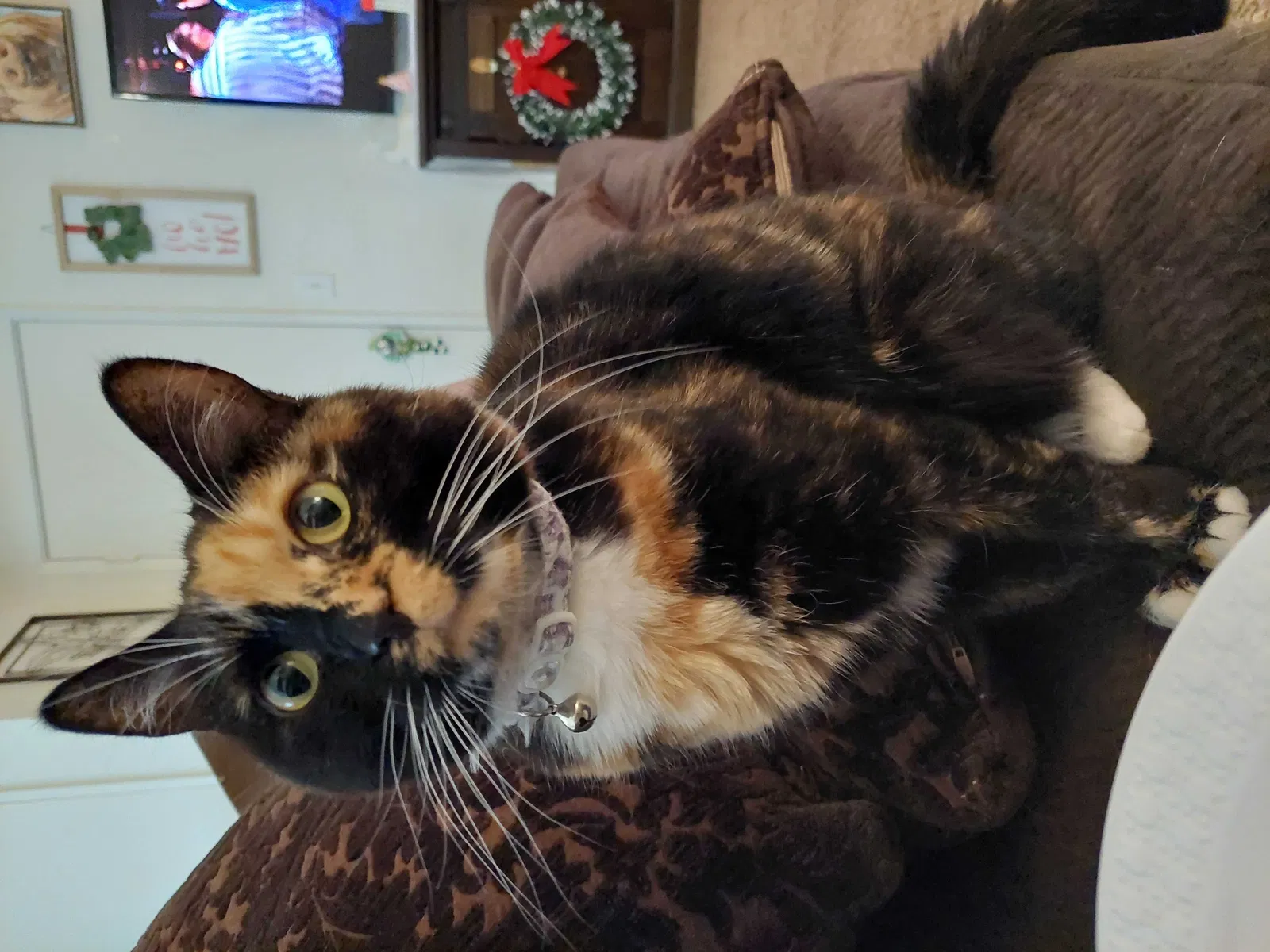 Lost cat in Galt, CA, 95632