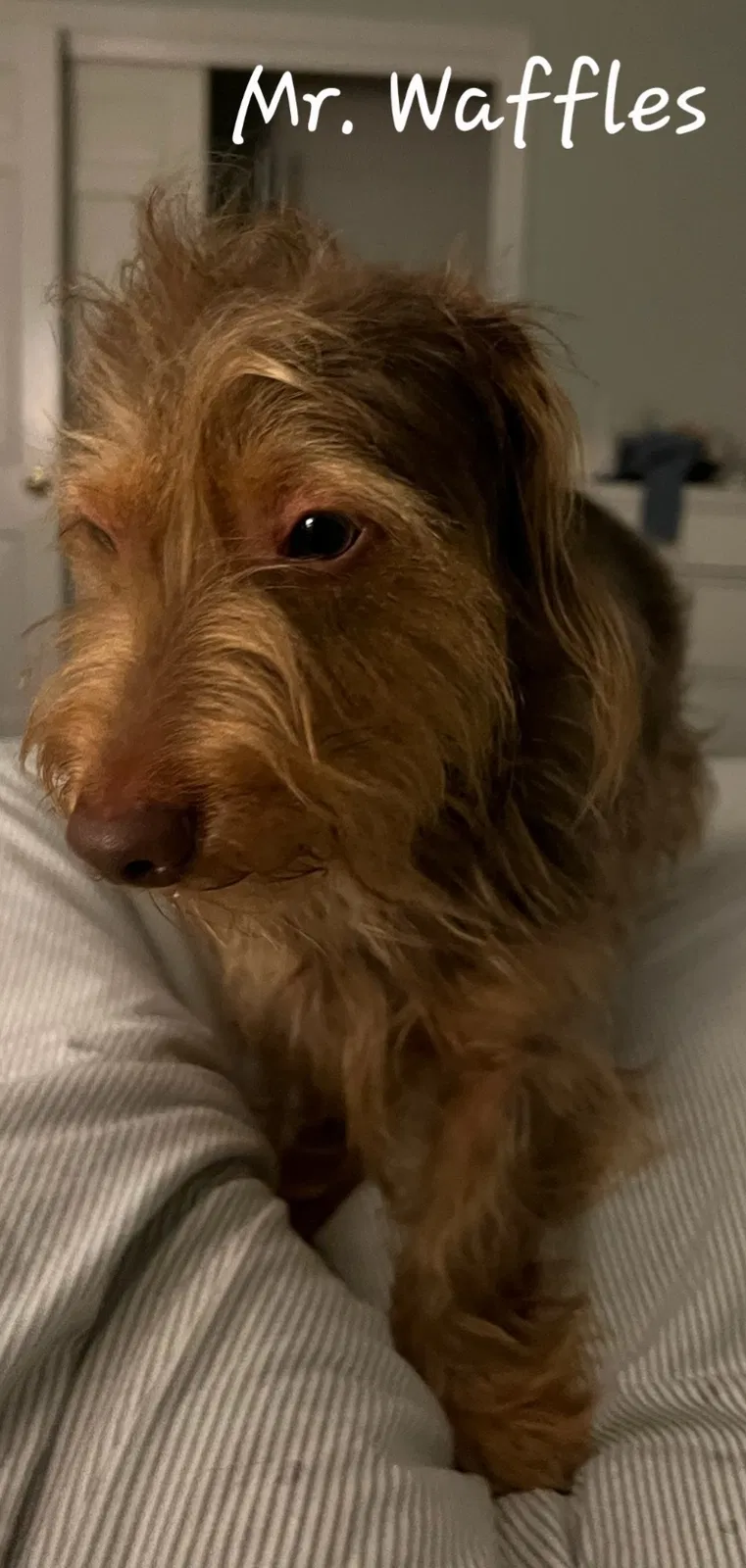 Lost dog in Fort Mill, SC, 29715