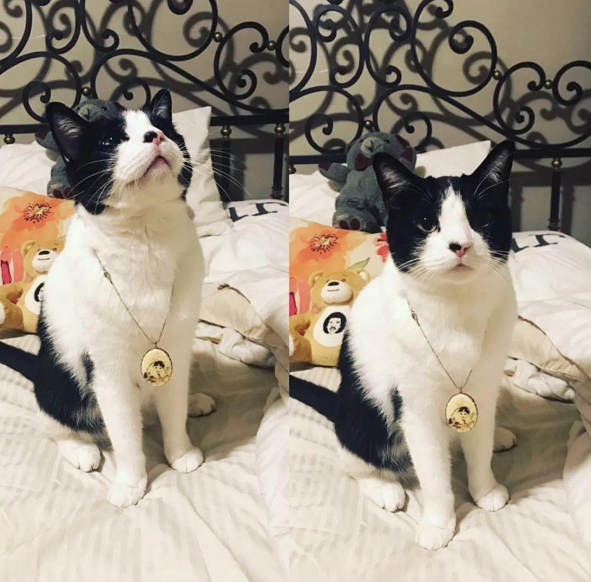 Lost cat in Los Angeles, CA, 90041