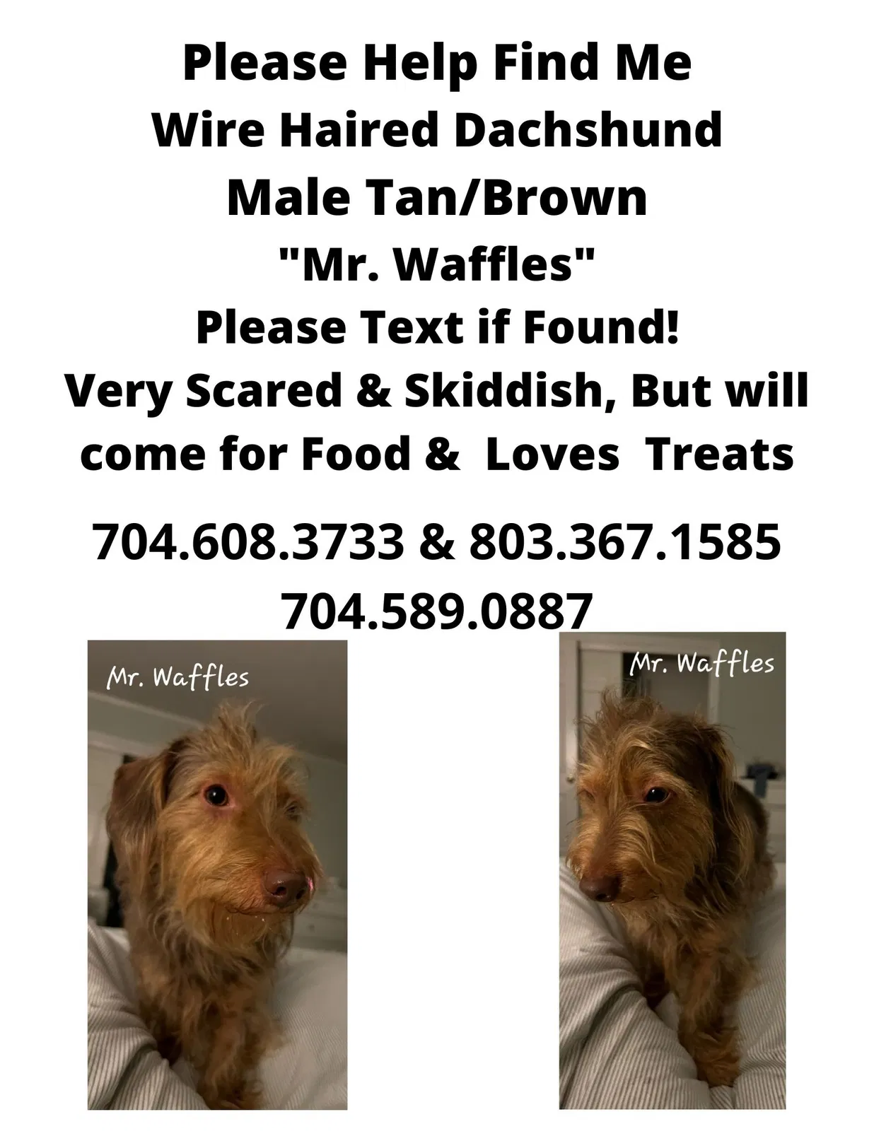 Lost dog in Fort Mill, SC, 29715